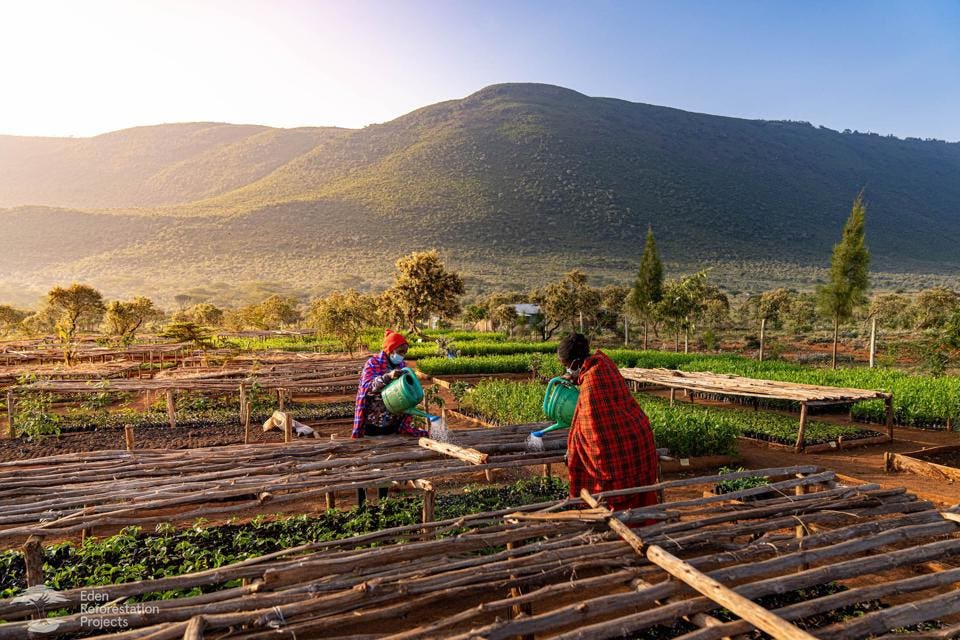 Eden Reforestation workers planting trees